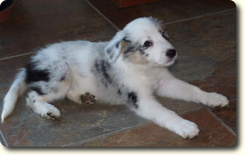 Saffy our new puppy