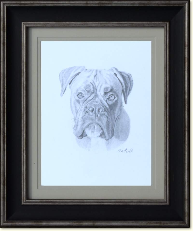 Boxer Dog - Pet Portrait