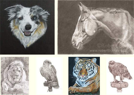 Robert Burke - Portraits & Art - a collection of animal portraits